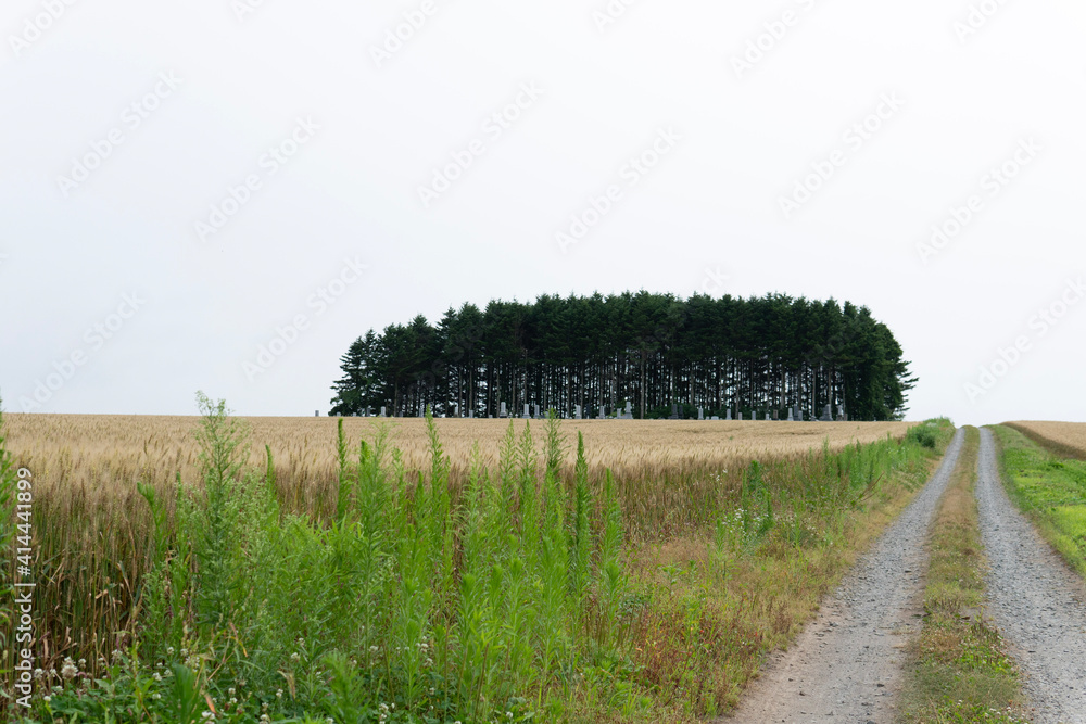 Fototapeta premium road in the field