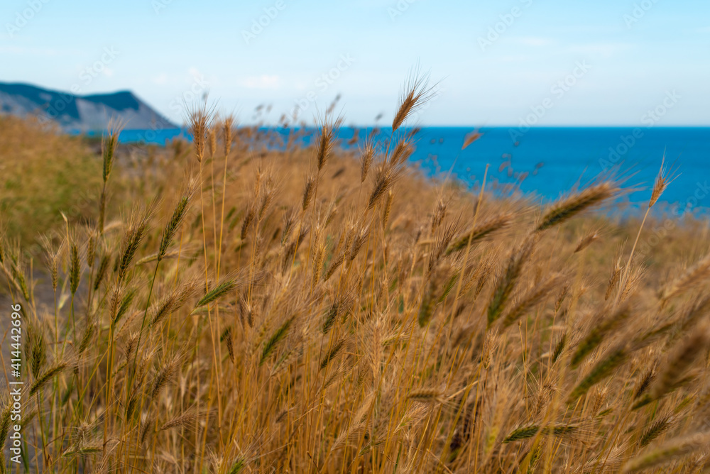 grass on the beach