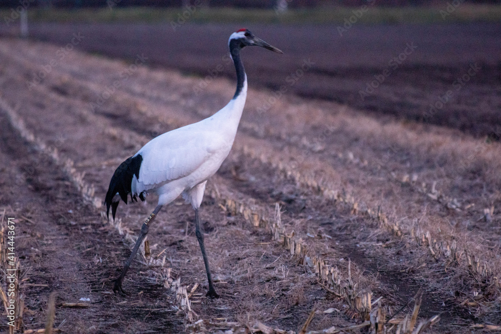 Fototapeta premium grey crowned crane