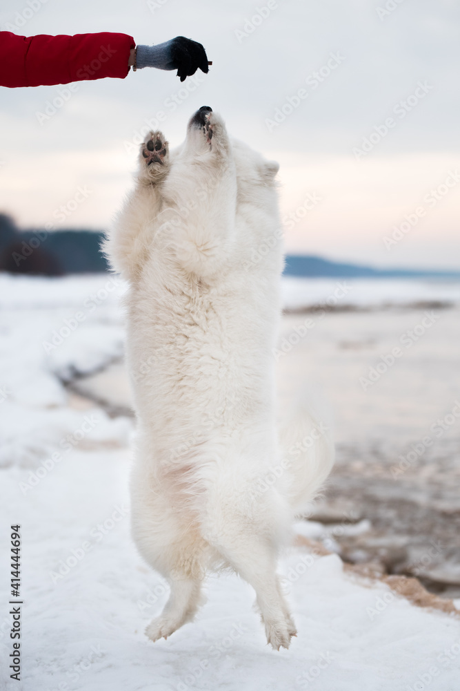 Happy Samoyed white dog is jumping on snow beach in Latvia Happy Samoyed white dog is jumping on snow beach in Latvia