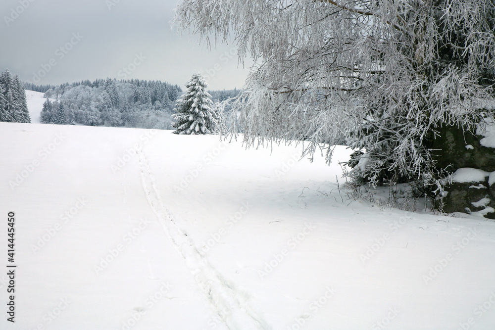 Obraz premium Cross country skiing. A cloudy, winter day in the meadows of the Stolowe Mountains National Park in Poland. Wonderfully frosted trees.