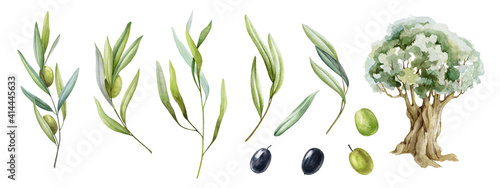 Olive branch, fruit, leaves and tree watercolor set. Black and green raw organic olive plant element natural collection. Olive branch with green leaves and fruit elements on a white background.