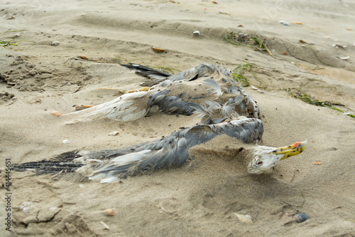dead seagull half burried in the sand