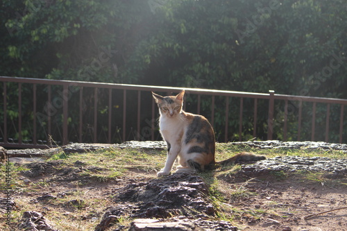Cat sit in the ground on sunny shine © MEITIME 3659