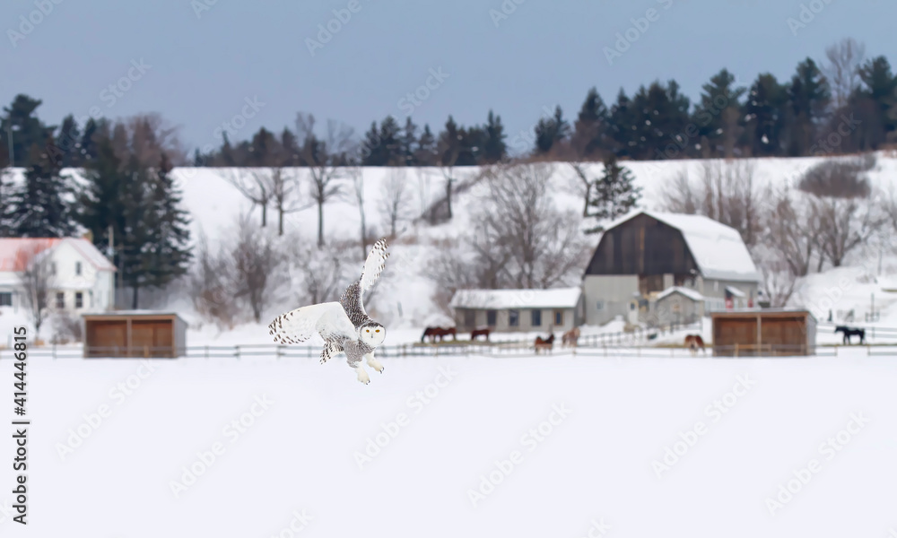 Snowy owl flies over a snowy field hunting for a meal in Quebec, Canada
