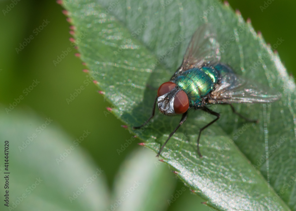 Green bottle fly on green leaf Green bottle fly on green leaf