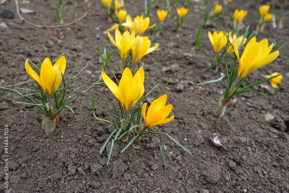 Vibrant yellow flowers of crocuses in March Vibrant yellow flowers of crocuses in March