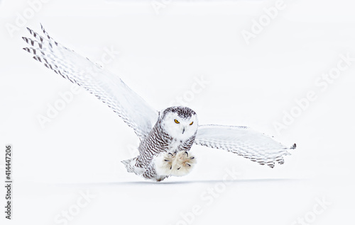 Foto Snowy owl (Bubo scandiacus) closeup isolated on white background about to pounce