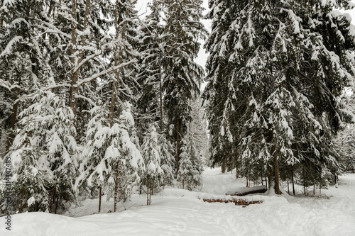 very much snow covered trees in the woods cloudy day cool tones mature pine and spruce trees Latvian forest winter wonderland paths