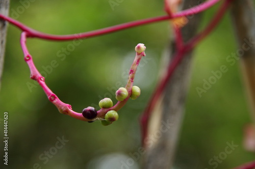 Shoot of Malabar Spinach, ripe and young fruits on red-purple branch and blur background. Another name is Malabar Nightshade, Ceylon Spinach, Vine Spinach, Basella alba.
