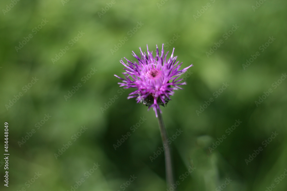 thistle flower in spring, blurred background thistle flower in spring, blurred background