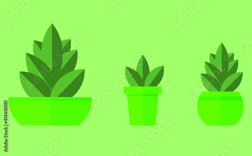 Indoor flowers decorative room decoration