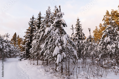 snow covered trees in the woods cloudy day sunset tones spruce trees Latvian forest sunshine violet  © Nauris