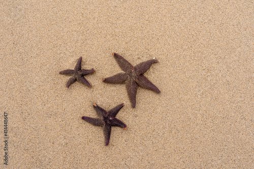 Starfishes in the sand on the beach