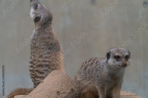meerkat on guard