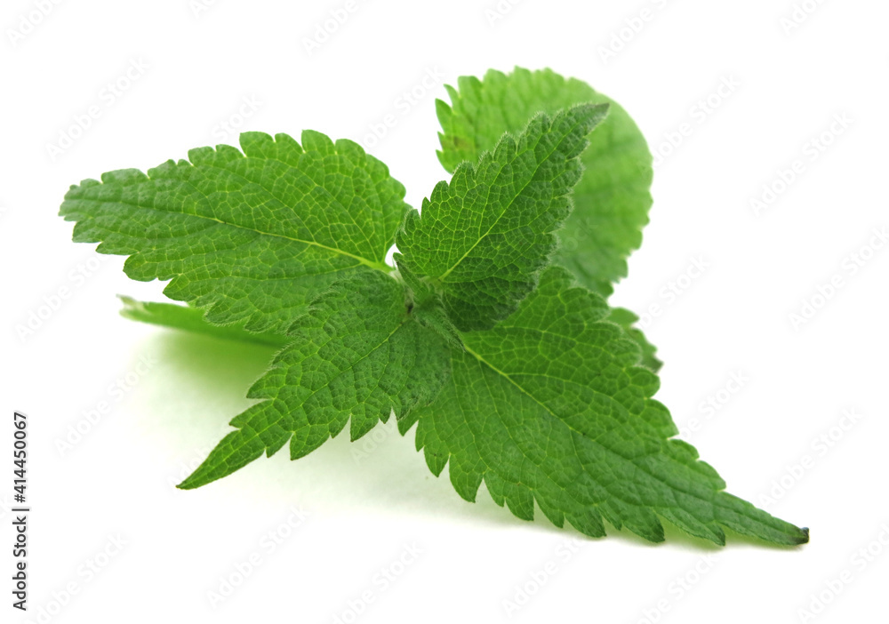 Nettle Bush with leaves on a white isolated background Nettle Bush with leaves on a white isolated background