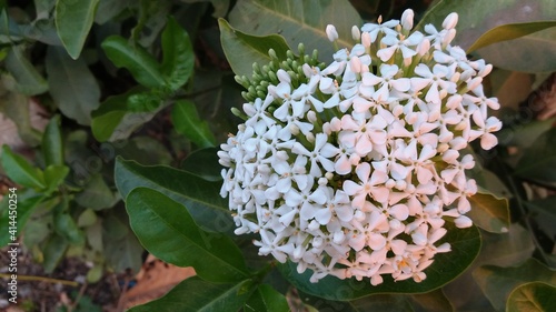 Needle flower Scientific name: Ixora chinensis Lamk. Ixora spp. Family name: RUBIACEAE Common name: West Indian Jasmine Native name: needle Origin: Southeast Asia Flowering season: Flowering throughou photo