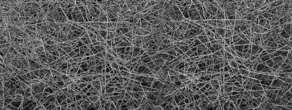 dry grey branch of tree nature banner background dry grey branch of tree nature banner background