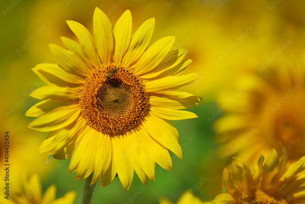 Closeup of sunflower with bee Closeup of sunflower with bee