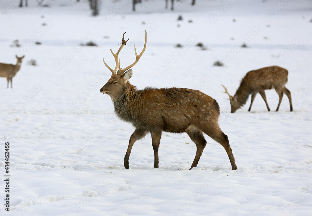 wild deer walk on winter meadow wild deer walk on winter meadow