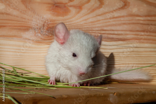  A small white chinchilla is sitting on a shelf