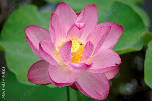       Lotus 