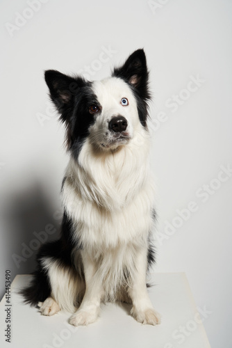 Dog with different colored eyes on white box © paffy