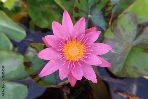 Magenta and yellow lotus flower in a lake