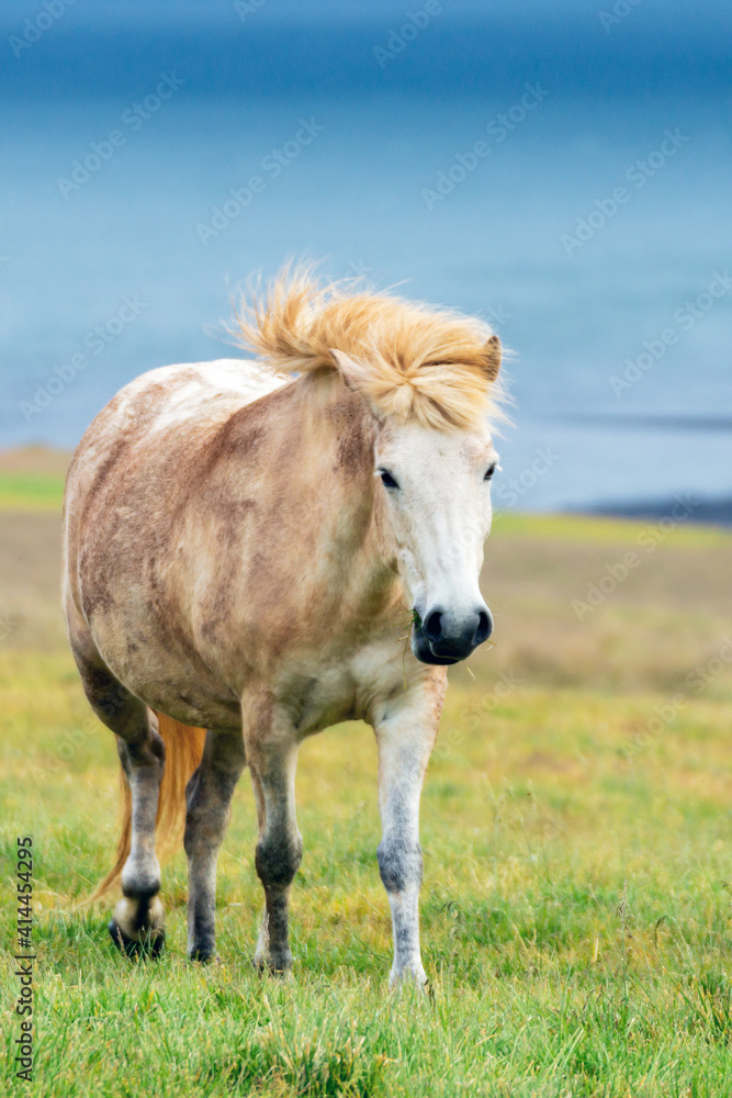 Wild icelandic horse portrait. Animal and wildlife concept. Wild icelandic horse portrait. Animal and wildlife concept.