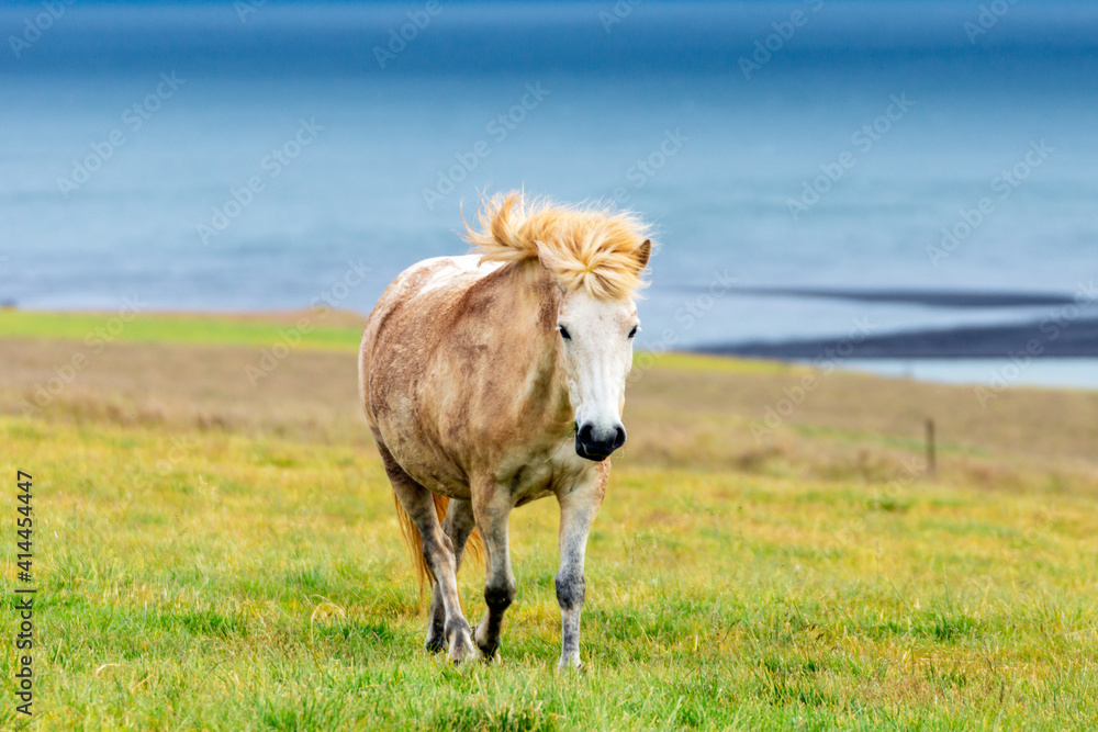 Wild icelandic horse portrait. Animal and wildlife concept. Wild icelandic horse portrait. Animal and wildlife concept.