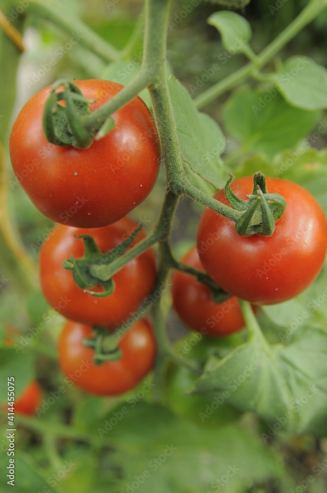organic tomato