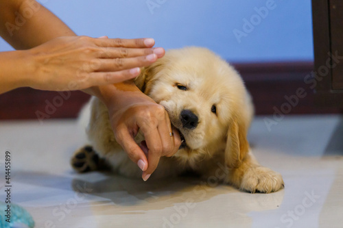 Golden retriever puppy playing and bite owner hand.