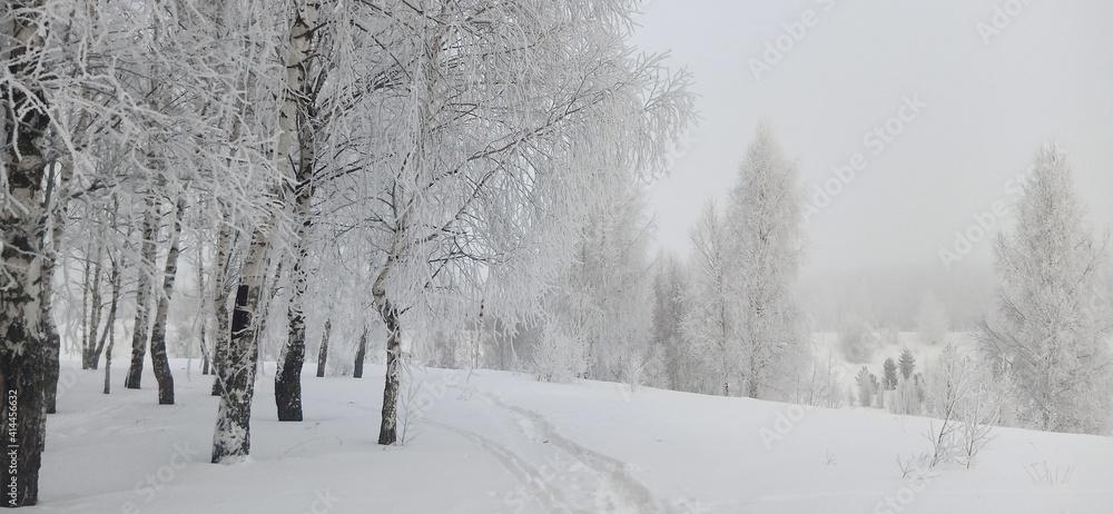 Obraz premium Frosty trees