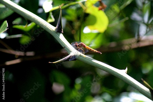 Valokuva inseto libéula - anisoptera