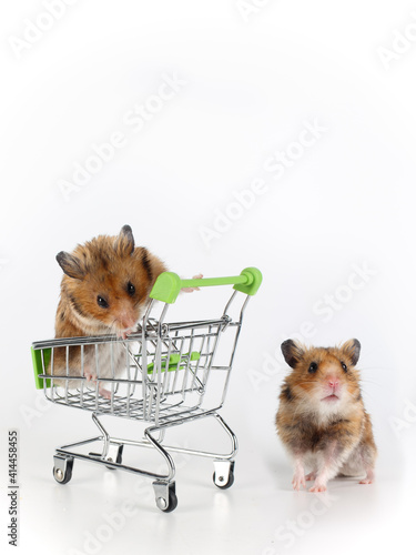 Two red-haired Syrian hamsters, one sitting in a shopping cart and the other looking.