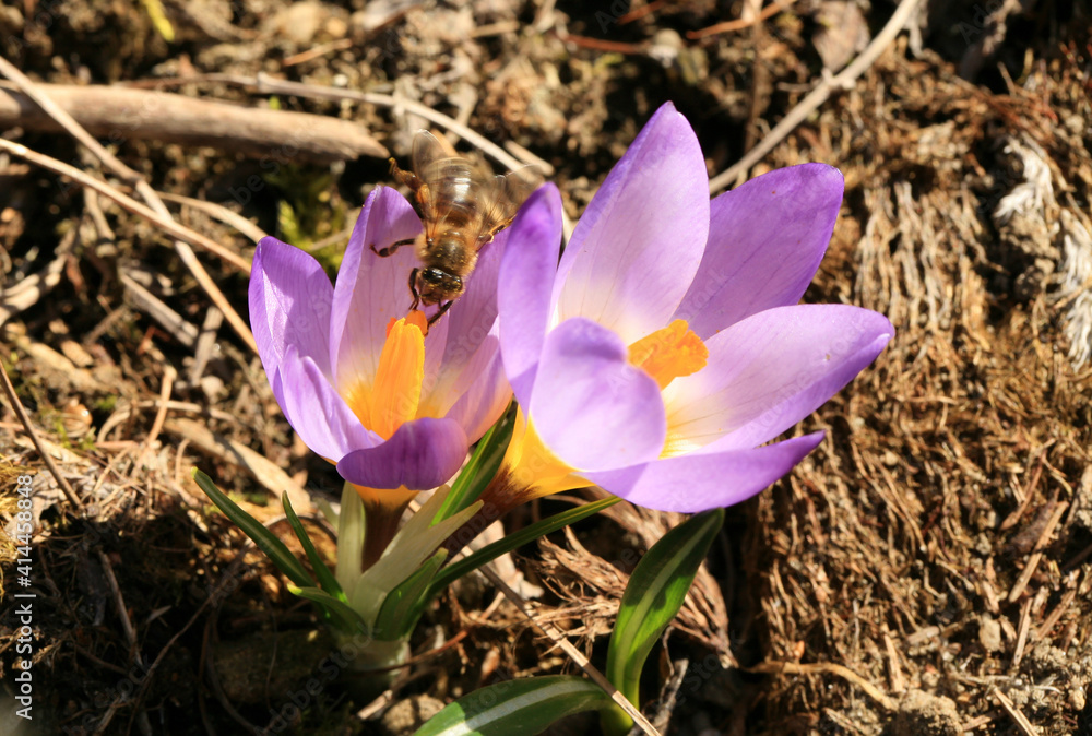 Bee, apis mellifera and pollen-producing spring plant crocus. A sign of the first warm spring days Bee, apis mellifera and pollen-producing spring plant crocus. A sign of the first warm spring days