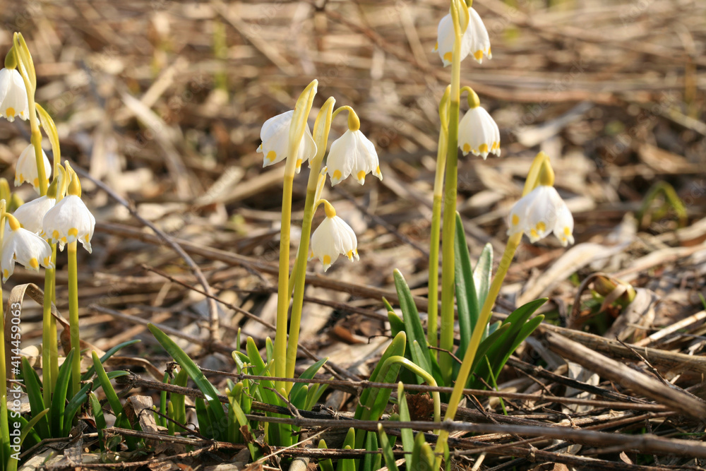 Blooming spring snowflake. A sign of the first spring days. Flowered wild areas of the Stolowe Mountains National Park in Poland. Blooming spring snowflake. A sign of the first spring days. Flowered wild areas of the Stolowe Mountains National Park in Poland.