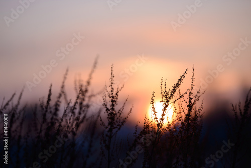 Colorful nature sunset or sunrise background. Silhouette of tree or grass branches and leaves on the field during dusk. Twilight beautiful scenic landscape wallpaper. Natural evening backdrop.