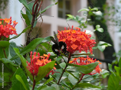 Red Helen, Papilio helenus, Butterflies, Hong Kong, Tai Po