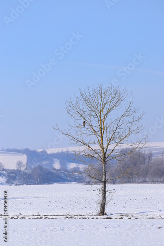 Common Buzzard sits on Tree and looks down