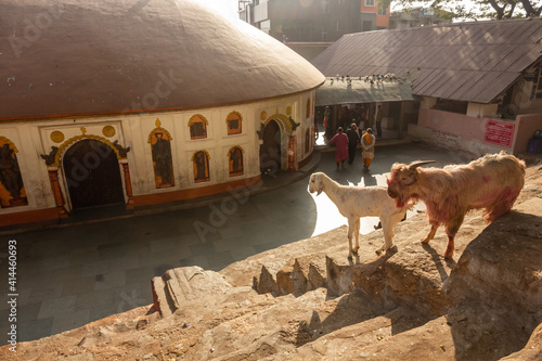 Two goats stand on the steps of the ancient Kamakhya temple, one of the most sacred pilgrimage sites for Hindus. photo