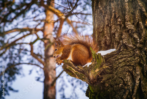 red squirrel in a winter forest sits on a branch © YUSLAVA