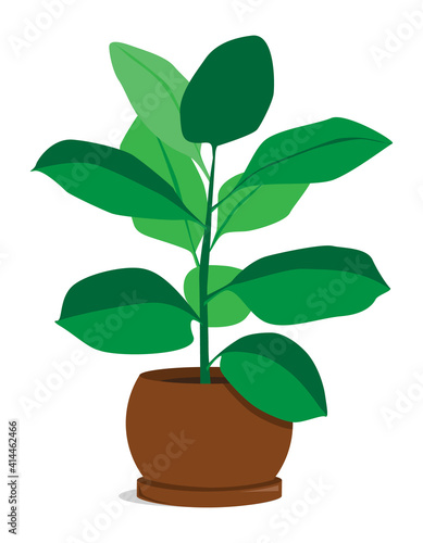 Vector illustration of ficus, plant growing in a pot. Illustration in flat style, isolated on white background