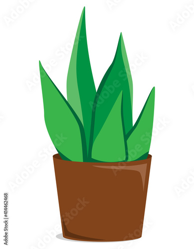 Vector illustration of Sansevieria gracilis. Room plant growing in a pot. Illustration in flat style, isolated on white background