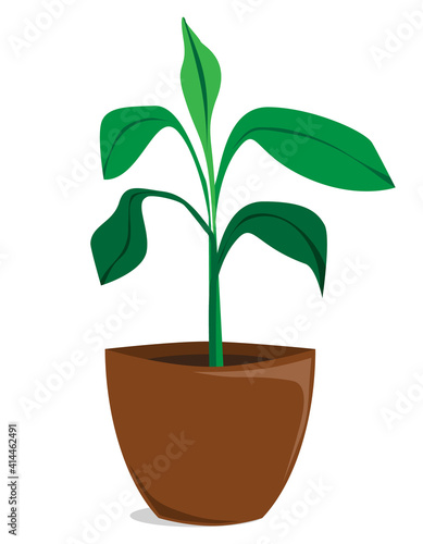 Vector illustration of flower, plant growing in a pot. Illustration in flat style, isolated on white background