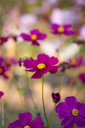 Beautiful poppy flower in spring season