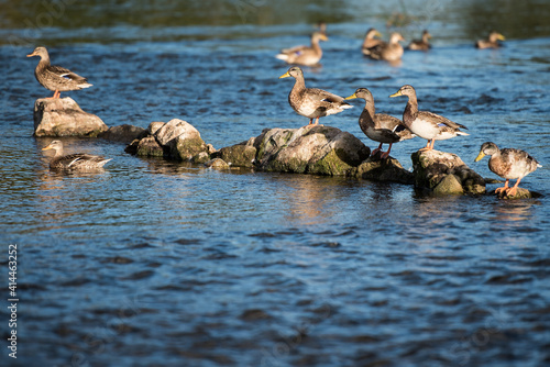 Ducks swim and stand on the stones in the river Venta, Kuldiga, Latvia. © Bargais