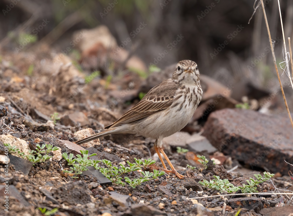 Berthelot's Pipit Berthelot's Pipit