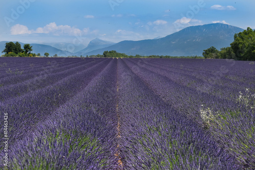 lavender field region