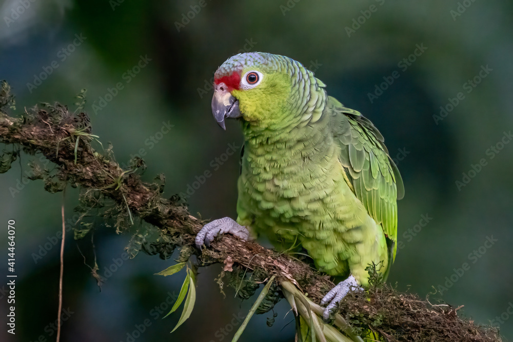 Obraz premium Red-lored Parrot, Amazona autumnalis, portrait of light green parrot with red head, Costa Rica. Detail close-up portrait of bird. Bird and pink flower. Wildlife scene from tropical nature